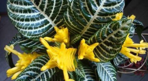 Яркая красавица афеландра - описание и фото цветка, особенности ухода в домашних условиях