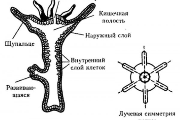 Кракен 17 af